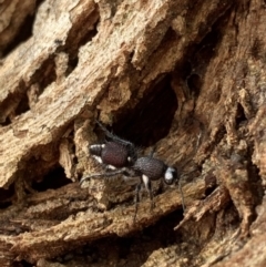 Australotilla sp. (genus) (Mutillid wasp or velvet ant) at Murrumbateman, NSW - 25 Mar 2021 by SimoneC