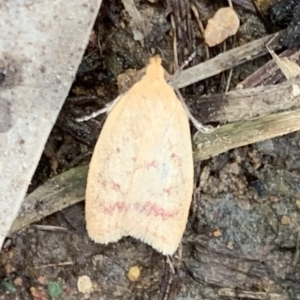 Heteroteucha occidua at Murrumbateman, NSW - 25 Mar 2021