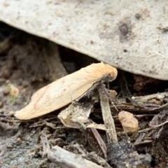 Heteroteucha occidua at Murrumbateman, NSW - 25 Mar 2021