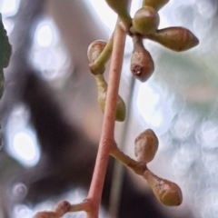 Eucalyptus mannifera (Brittle Gum) at Cook, ACT - 19 Mar 2021 by drakes