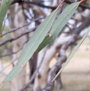 Eucalyptus mannifera at Mount Painter - 19 Mar 2021