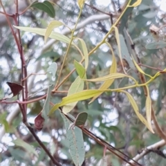 Eucalyptus mannifera at Mount Painter - 19 Mar 2021 08:54 AM