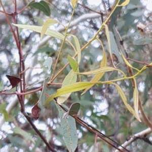 Eucalyptus mannifera at Mount Painter - 19 Mar 2021