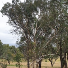 Eucalyptus mannifera at Mount Painter - 19 Mar 2021