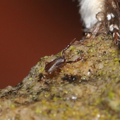 Pseudoscorpiones sp. (order) (False Scorpion, Pseudoscorpion) at ANBG - 12 Mar 2021 by TimL