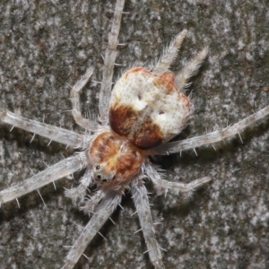 Tamopsis sp. (genus) at Acton, ACT - 21 Mar 2021 12:21 PM