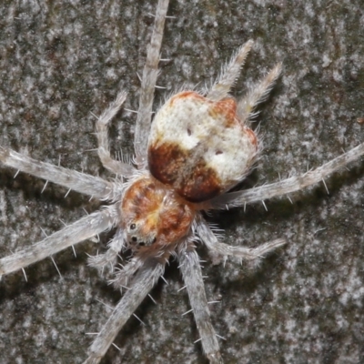 Tamopsis sp. (genus) (Two-tailed spider) at ANBG - 21 Mar 2021 by TimL