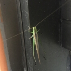 Conocephalus upoluensis (Meadow Katydid) at Phillip, ACT - 23 Mar 2021 by JaceWT