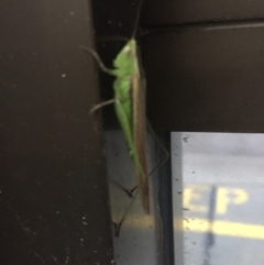 Conocephalus upoluensis at Phillip, ACT - 23 Mar 2021 07:41 AM