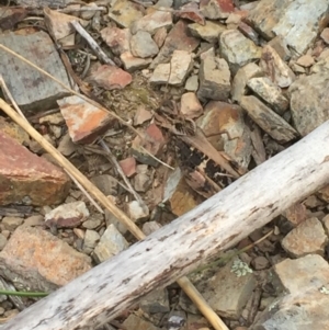 Gastrimargus musicus at Yass River, NSW - 20 Mar 2021 01:45 PM