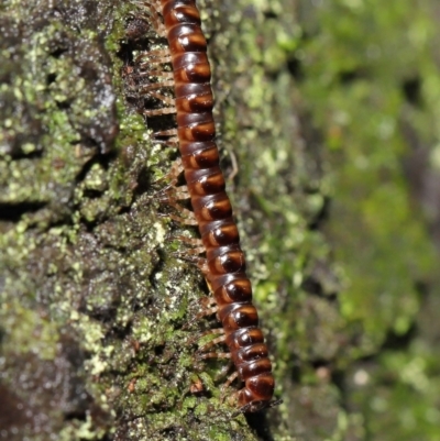 Paradoxosomatidae sp. (family) (Millipede) at ANBG - 12 Mar 2021 by TimL