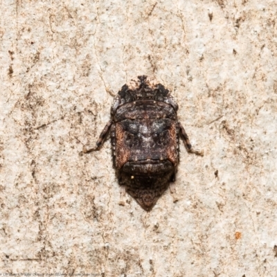 Platybrachys sp. (genus) at Acton, ACT - 24 Mar 2021 by Roger