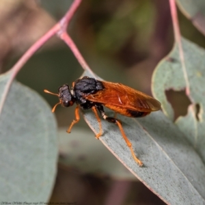 Perginae sp. (subfamily) at Latham, ACT - 25 Mar 2021 11:52 AM