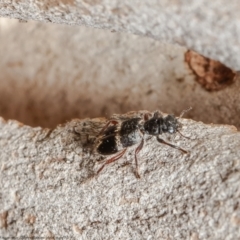 Lemidia accincta (Clerid beetle) at Umbagong District Park - 25 Mar 2021 by Roger