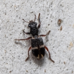 Lemidia accincta at Latham, ACT - 25 Mar 2021 12:09 PM