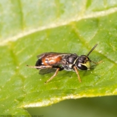 Hylaeus (Prosopisteron) littleri (Hylaeine colletid bee) at Acton, ACT - 25 Mar 2021 by Roger