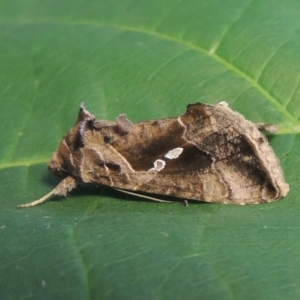 Chrysodeixis eriosoma at Conder, ACT - 21 Jan 2021 06:15 PM