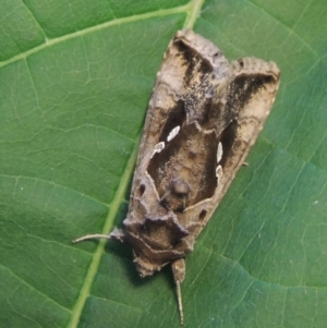 Chrysodeixis eriosoma at Conder, ACT - 21 Jan 2021 06:15 PM