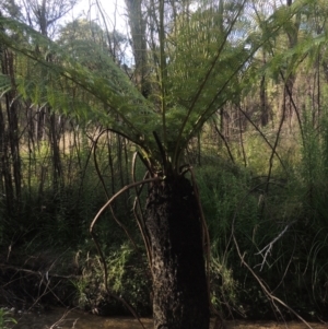 Dicksonia antarctica at Paddys River, ACT - 11 Feb 2021