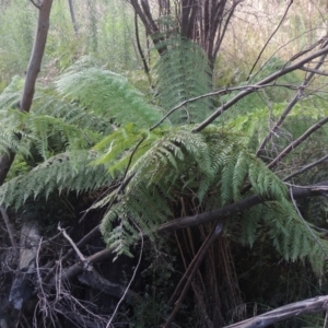 Dicksonia antarctica at Paddys River, ACT - 11 Feb 2021