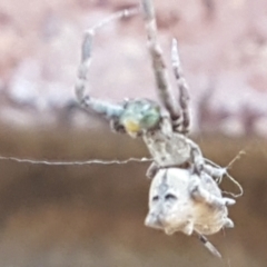 Philoponella congregabilis (Social house spider) at Lyneham, ACT - 26 Mar 2021 by trevorpreston