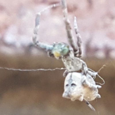 Philoponella congregabilis (Social house spider) at Lyneham, ACT - 26 Mar 2021 by trevorpreston