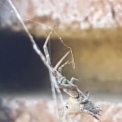 Philoponella congregabilis at Lyneham, ACT - 26 Mar 2021 12:01 PM