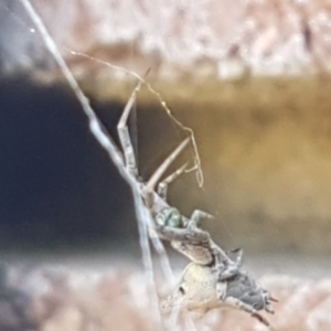 Philoponella congregabilis at Lyneham, ACT - 26 Mar 2021 12:01 PM