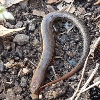 Lampropholis delicata (Delicate Skink) at Lyneham, ACT - 26 Mar 2021 by tpreston