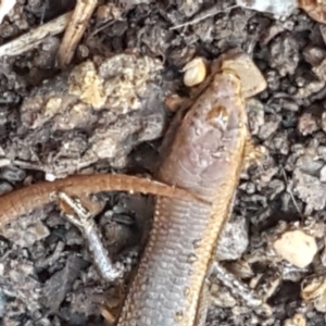 Lampropholis delicata at Lyneham, ACT - 26 Mar 2021 12:03 PM