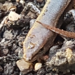 Lampropholis delicata at Lyneham, ACT - 26 Mar 2021