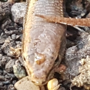 Lampropholis delicata at Lyneham, ACT - 26 Mar 2021 12:03 PM