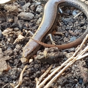 Lampropholis delicata at Lyneham, ACT - 26 Mar 2021 12:03 PM