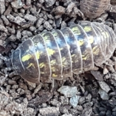 Armadillidium vulgare (Slater bug, woodlouse, pill bug, roley poley) at Lyneham, ACT - 26 Mar 2021 by tpreston