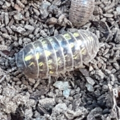 Armadillidium vulgare at Lyneham, ACT - 26 Mar 2021 12:04 PM