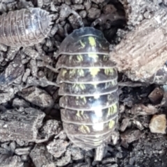 Armadillidium vulgare at Lyneham, ACT - 26 Mar 2021 12:04 PM