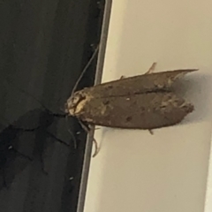 Oecophoridae (family) (Unidentified Oecophorid concealer moth) at Aranda, ACT - 26 Mar 2021 by KMcCue