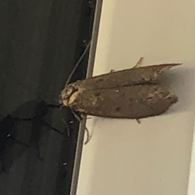 Oecophoridae (family) (Unidentified Oecophorid concealer moth) at Aranda, ACT - 25 Mar 2021 by KMcCue