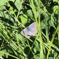 Zizina otis (Common Grass-Blue) at Aranda Bushland - 25 Mar 2021 by KMcCue