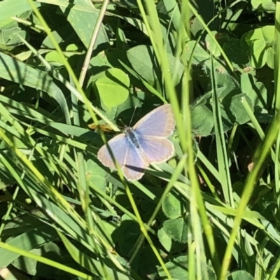 Zizina otis (Common Grass-Blue) at Aranda Bushland - 25 Mar 2021 by KMcCue