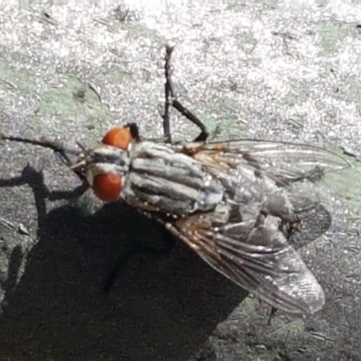 Sarcophagidae sp. (family) (Unidentified flesh fly) at Holt, ACT - 26 Mar 2021 by tpreston