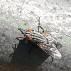 Sarcophagidae (family) at Holt, ACT - suppressed