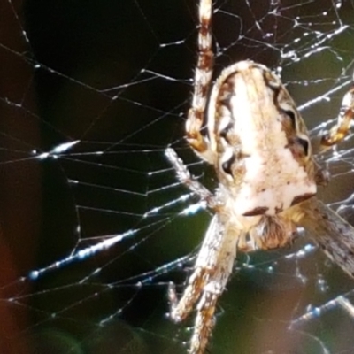 Plebs eburnus (Eastern bush orb-weaver) at Holt, ACT - 26 Mar 2021 by tpreston