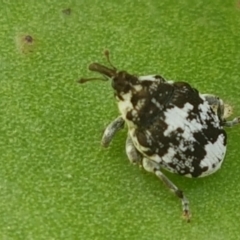 Mogulones larvatus at Holt, ACT - 26 Mar 2021