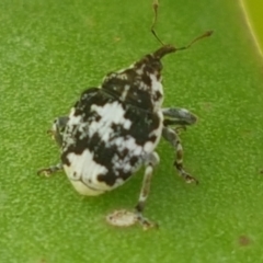 Mogulones larvatus at Holt, ACT - 26 Mar 2021