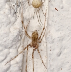 Cryptachaea gigantipes (White porch spider) at Melba, ACT - 20 Mar 2021 by kasiaaus