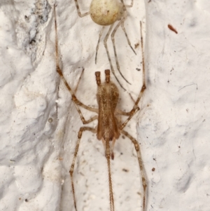 Cryptachaea gigantipes at Melba, ACT - 20 Mar 2021