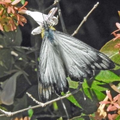 Delias harpalyce (Imperial Jezebel) at Wanniassa, ACT - 26 Mar 2021 by JohnBundock