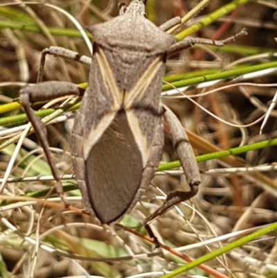 Mictis profana (Crusader Bug) at Bass Gardens Park, Griffith - 26 Mar 2021 by SRoss