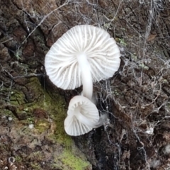 zz agaric (stem; gills white/cream) at Holt, ACT - 26 Mar 2021